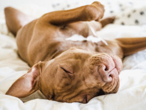 ¿Sabías que los perros pueden soñar mientras duermen? Lo que significa para tu mascota