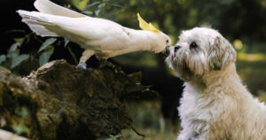 Mascotas y la naturaleza: curiosidades sorprendentes sobre cómo interactúan con el medio ambiente