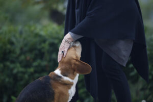 Lo que tu gato o perro haría si pudiera elegir su despedida: datos curiosos y ecológicos