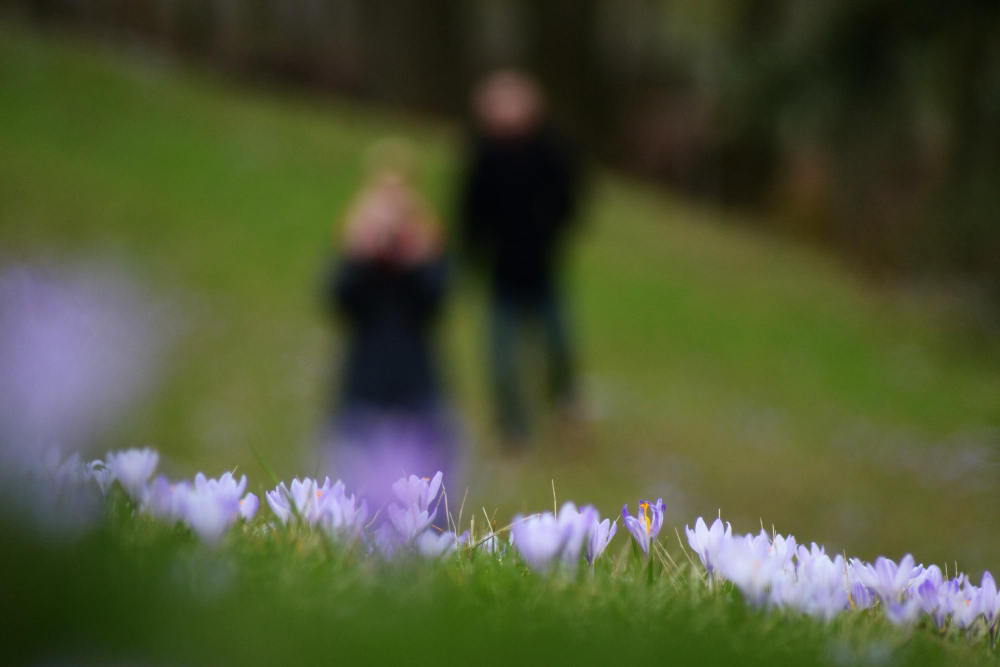 Entierros Verdes: 5 Preguntas Frecuentes que Debes Conocer