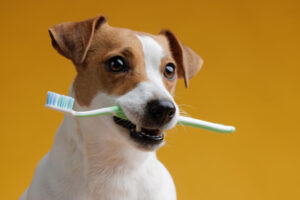 Salud Dental en Perros: Clave para una Vida Larga y Feliz