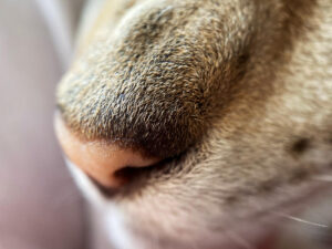 Mascotas y Emociones: ¿Cómo Detectan Nuestro Estado de Ánimo?