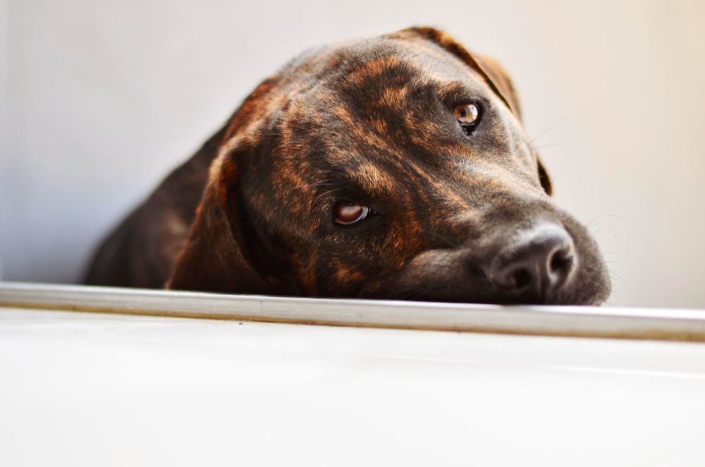 ¿Tu Mascota Sufre de Apego Excesivo? Señales de Ansiedad por Separación