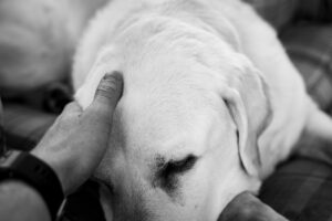 Cómo acompañar a tu mascota en su último día