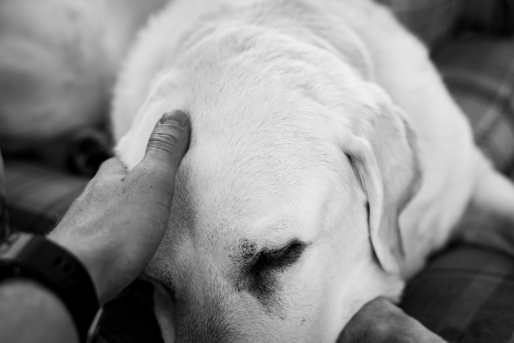Cómo acompañar a tu mascota en su último día