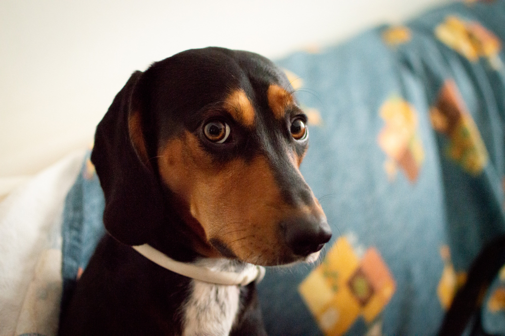 Mi perro tiene miedo al veterinario: qué hacer antes, durante y después de la visita