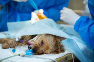 La eutanasia en mascotas: la decisión más difícil tomada con el mayor amor