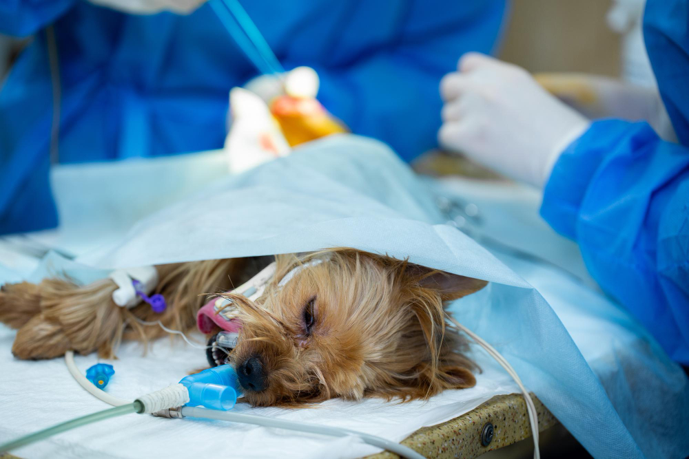 La eutanasia en mascotas: la decisión más difícil tomada con el mayor amor