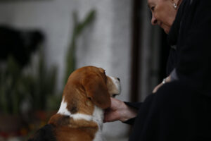 Cremación de mascotas: preguntas frecuentes