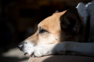 ¿Por qué algunas mascotas buscan estar solas cuando se sienten mal?