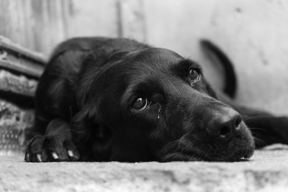 ¿Adoptar otra mascota después de una pérdida? Cómo saber cuándo estás preparado